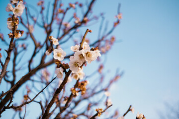 branch of a tree, Cherry Blossoms

