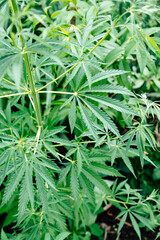 adult hemp plant. illegal cultivation of cannabis. narcotic plant. crime. drug trafficking law. 