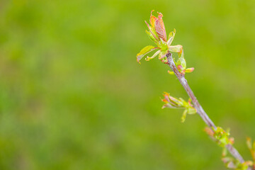 beautiful young leaves on a deerva branch on the background of a lawn landscaping.