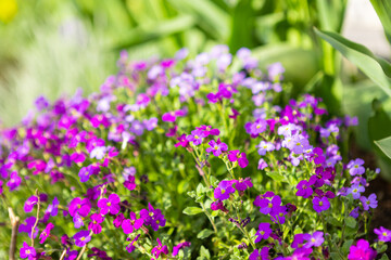 beautiful flower bed with purple flowers in the garden, garden landscaping.