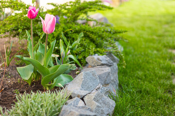 beautiful colored tulips in a flower bed in the garden, garden landscaping. Spring