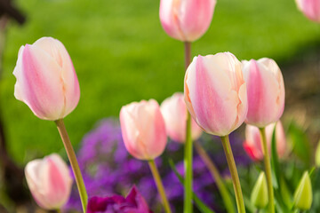 beautiful colored tulips in a flower bed in the garden, garden landscaping. Spring