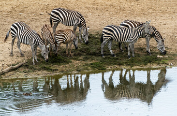 Obraz na płótnie Canvas Zebra's - Zebra's
