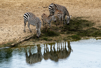 Fototapeta na wymiar Zebra's - Zebra's
