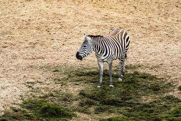 Zebra's - Zebra's