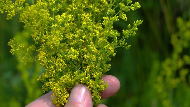 Lady's Bedstraw on slight breeze in natural ambient, bouquet (Galium verum) - (4K)