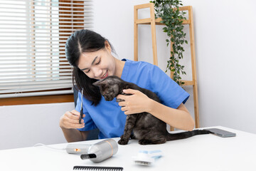 Veterinarian or animal nurse will examine your cat's physical and skin health in the hospital's veterinary room, Cute cat during treatment, Care and treatment, Animal hospital.