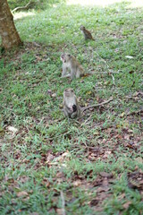 squirrel on the grass