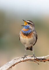Bluethroat, Luscinia svecica. Close-up of a bird, the male sings on a beautiful background