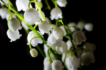 Macro shot of lily of the valley isolated on a black.