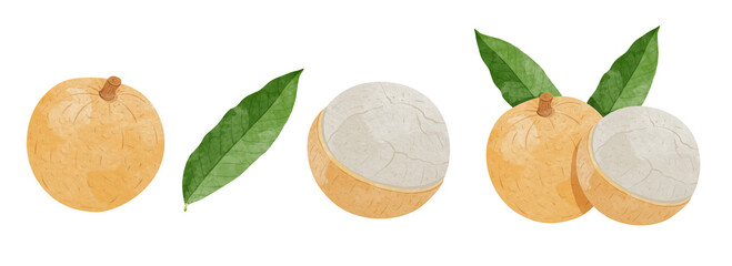 Set of Longan fruit  with leaves Design elements. watercolour style vector illustration.	