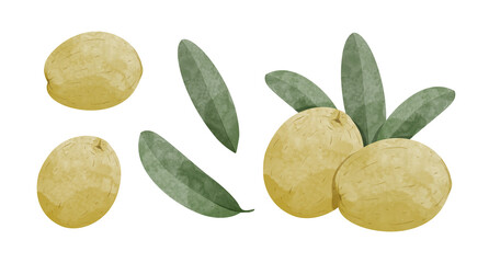 Set of Olive with leaves Design elements. watercolour style vector illustration.	