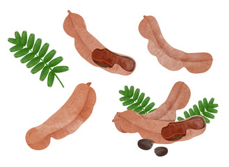 Set of Tamarind with leaves Design elements. watercolour style vector illustration.	