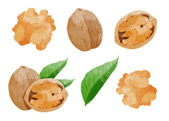 Set of Walnut with leaves Design elements. watercolour style vector illustration.	