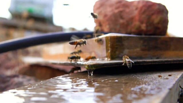 honey bees collect nectar from flowers