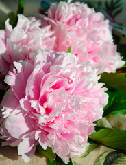 sprig of blooming peony flowers. blooming peony flowers.