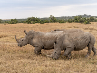 White Rhinoceros Ceratotherium simum Square-lipped Rhinoceros at Khama Rhino Sanctuary Kenya Africa.