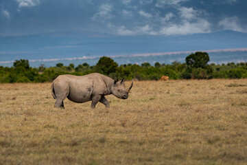 Fototapeta premium White Rhinoceros Ceratotherium simum Square-lipped Rhinoceros at Khama Rhino Sanctuary Kenya Africa.
