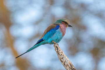 Lilac-breasted roller on dead stump turning head
