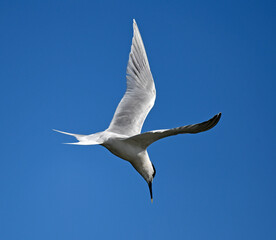 Sandwich tern // Brandseeschwalbe (Thalasseus sandvicensis)