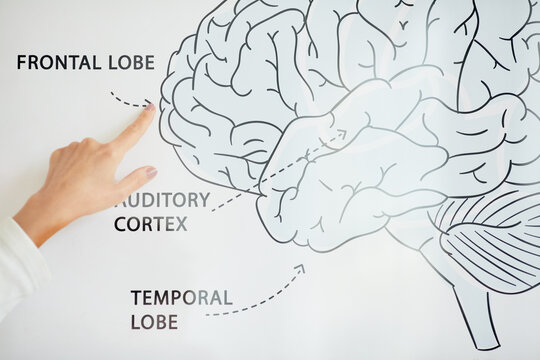 Close-up of unrecognizable medical scientist studying human brain and pointing at frontal lobe on scheme
