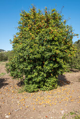 Fototapeta na wymiar orange tree with fruits