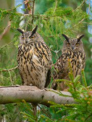 two long-eared owls (asio otus) sitting on a spruce branch