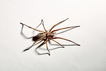 Predatory spider isolated on white background. Tegenaria agrestis. Large representative of the domestic arachnid. Fear or phobia of spiders. 8 legs. With a shadow. Close-up. Copy space. Studio photo