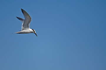 Obraz premium Sandwich tern // Brandseeschwalbe (Thalasseus sandvicensis)