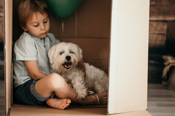 Cute toddler child and maltese pet dog, hiding in cardboard box, playing