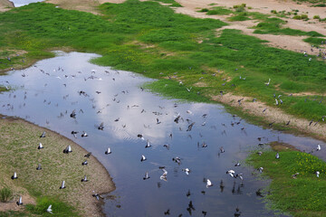 Oiseaux dans la Loire