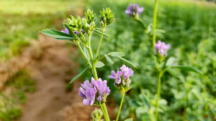 Blossoming purple flowers of wild grass