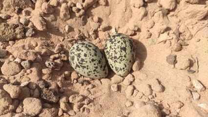 Red wattled lapwing egg in the field, close up view