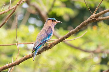 Indian Roller  birds (Coracias benghalensis) on the branch of the tree.