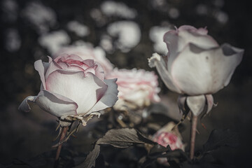 Still life flowers- background art