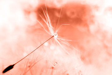 a drop of water on a dandelion. dandelion on a red background with copy space close-up