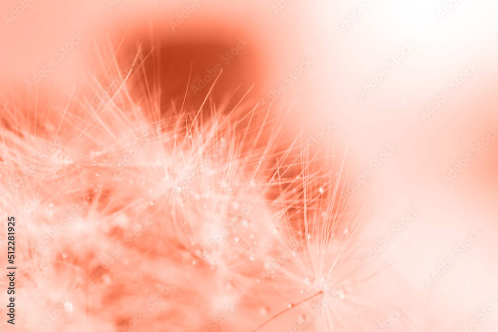 Wall mural a drop of water on a dandelion. dandelion on a red background with copy space close-up