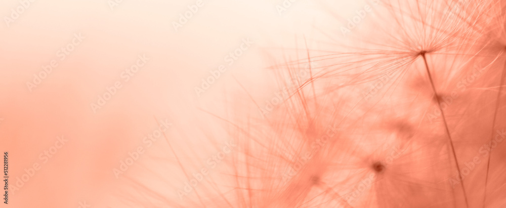 Wall mural a drop of water on a dandelion. dandelion on a red background with copy space close-up. banner