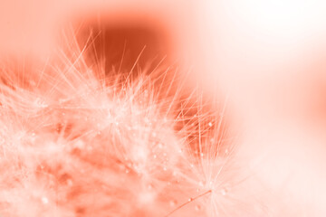 a drop of water on a dandelion. dandelion on a red background with copy space close-up
