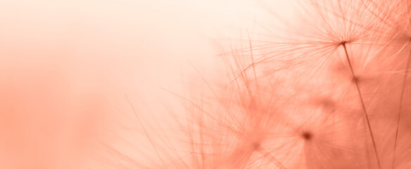 a drop of water on a dandelion. dandelion on a red background with copy space close-up. banner