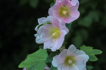 Obraz premium gently pink transparent mallow flowers in the shade of a summer garden