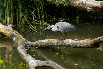 Great blue heron - Blauwe reiger