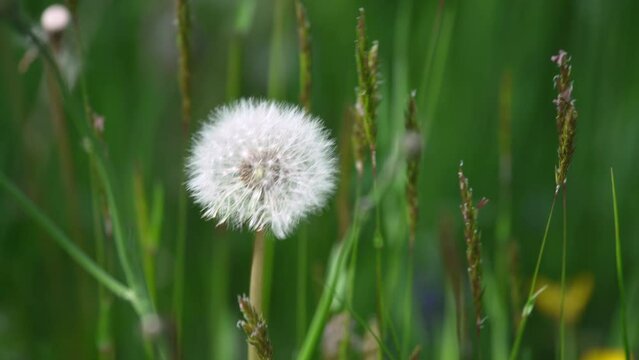 close-up of a dandelion and a background of unfocused green grass.