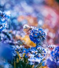 Macro of a white butterfly on blue drumstick primrose flower. Shallow depth of field with soft focus and dreamy scene with blur