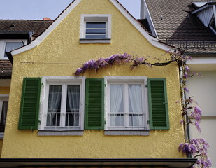 Fototapeta na wymiar Blauregen blüht an einem gelben Haus