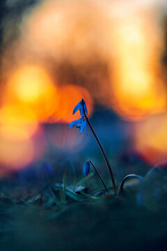 Macro of blue siberian squill flowers against vivid orange fire golden hour sunset background. Big bokeh bubbles in the background