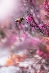 Close-up of a bee frozen mid-air against pink Erica flowers. Soft and dreamy Spring scene