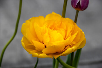 Tulips blooming in the garden.