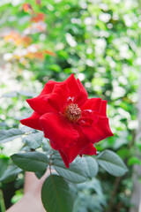 red rose in the garden