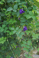 blue flower in the garden
